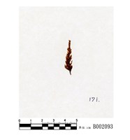 藏品(黃灰苔)的圖片